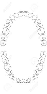 tooth chart teeth the chewing side of the teeth of man chart