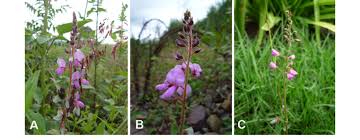 Image result for Desmodium subsecundum