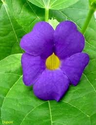 Image result for Thunbergia battiscombei