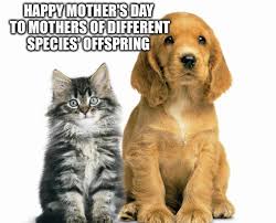 Check out the best mugs & drinkware at zazzle. Happy Dog Mom Day Memes To Celebrate The Best Day Of The Year