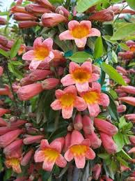 Image result for Bignonia capreolata