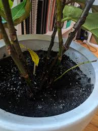 To avoid mold in plant soil, you must water houseplants only when needed. Help White Spider Web Type Stuff On The Plant Soil Gardening