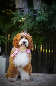 An australian labradoodle litter would usually have an average of 8 puppies, so they are not really that rare. Labradoodle Story Tails Australian Labradoodle Breeding Dogs Labradoodle Australian Labradoodle Dog Breeds