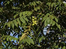 Image result for Juglans