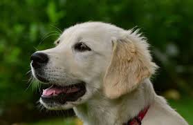 Food for golden retriever puppies. Best Food For Golden Retriever Puppies And What Not To Feed Them Golden Hearts