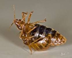 Lancaster, ca 93536 +1 location. Walnut Creek Pest Control Bed Bugs Cockroaches Rodents
