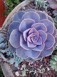 Choosing a suitable potting soil for lavender is the first and most important step in cultivating the plant. Healthy Succulent Lavender Purple Echceveria Parle Von Nurnberg Succulent Plant Echeveria Pvn Hybrid Purple Weddi Plants Purple Succulents Planting Succulents