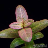 Image result for Ammannia aegyptiaca
