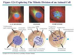 Involved in animal cell reproduction. Ch 12 The Cell Cycle Interphase M Phase