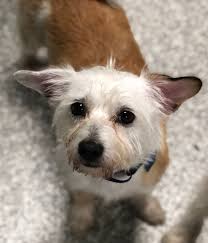 Maybe you would like to learn more about one of these? Adopt Adelaide On Petfinder Dog Adoption Help Homeless Pets Chihuahua Dogs