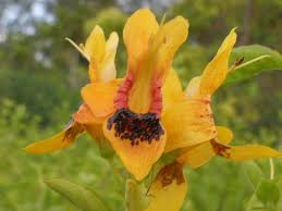 Image result for Ruttya fruticosa