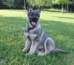 Both sable and agouti are. German Shepherd Silver Sable Petsidi