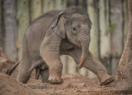 Perabuhan ratu, kompleks pasar johar solopos.com Anak Gajah Betina Ditemui Mati Di Jalan Kota Tinggi Mersing The Capital Post