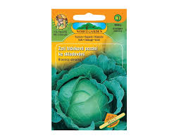 Image result for hlávková kapusta