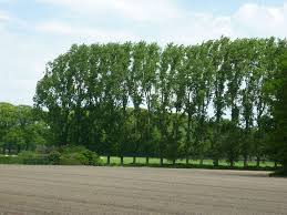 Meaning of the poplar tree. This Row Of Poplars Will Be Chopped Down In Autumn 2010 Poplar Trees Know A Limited Lifespan And Even When They Stand Tall They Re Still Quite Young But Yet They Fall Victim