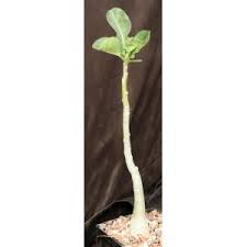 Image result for Adenium boehmianum