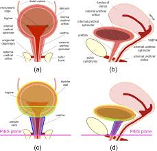 Oct 27, 2020 · urethra function and structure. References In Mri Based Contouring Of Functional Sub Structures Of The Lower Urinary Tract In Gynaecological Radiotherapy Radiotherapy And Oncology