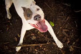 Your dog's tongue works hard as her primary sensory organ and major tool for manipulating food and water. How To Read Your Dog S Body Language