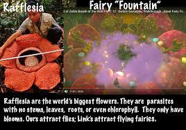 Rafflesia The Parasitic Flowers Of Breath Of The Wild Evolutionistx