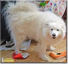 We did not find results for: Samoyed Puppy Rescue Colorado