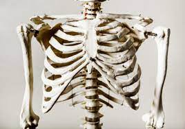 Anthropologyrib cage anatomy in *homo erectus* suggests a recent evolutionary origin of modern human body shape (nature.com). 6 Possible Causes Of Rib Cage Pain