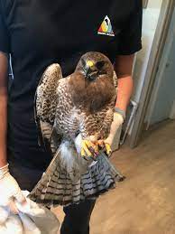 Accipiters are also known as bird hawks. Who The Heck Is Shooting Birds Of Prey With Pellet Guns In Colorado Colorado Public Radio