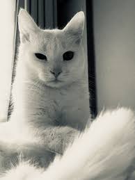 En Guzel Kedi Isimleri