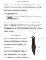 Image result for Phyla