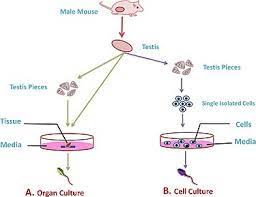 These events include the duplication of its dna (dna replication) and some of its organelles, and subsequently the partitioning of its cytoplasm and other components into two daughter cells in a process called cell division. In Vitro Spermatogenesis Wikipedia