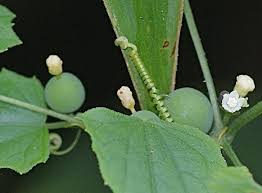 Image result for Zehneria tridactyla