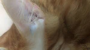 Damla Ve Kedi Sikayetleri Sikayetvar