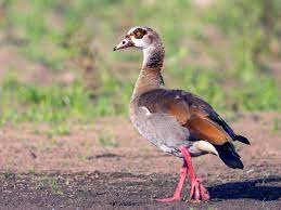 Native to africa, this odd goose is popular in zoos and aviaries. Egyptian Goose Ebird