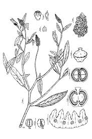Image result for Sphenoclea zeylanica