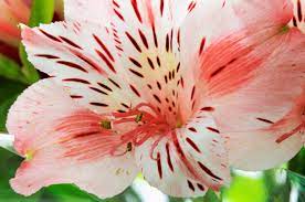 How Long Does Alstroemeria Flower For Best Flower Wallpaper