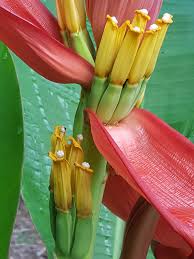 Image result for Musa sp. (Ornamental bananas)