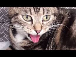 Cat Panting Youtube