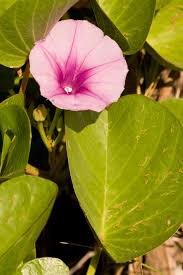 Image result for Ipomoea bakeri