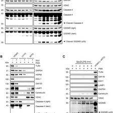 Check spelling or type a new query. Pdf Shiga Toxin Lipopolysaccharide Activates Caspase 4 And Gasdermin D To Trigger Mitochondrial Reactive Oxygen Species Upstream Of The Nlrp3 Inflammasome