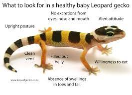 What To Look For In A Healthy Baby Leopard Gecko | Leopard Geckos 101