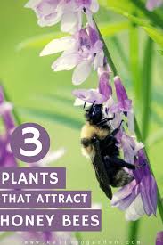 Maybe you would like to learn more about one of these? Attracting Honey Bees To A Garden Kellogg Garden Organics