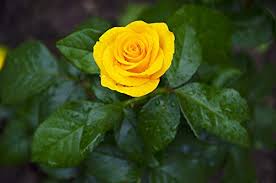 Compare prices & read reviews. Buy Kuting Colorful Rose Hep Flower Seeds Home Garden Yard Decoration 50 Seeds Yellow Rose Seeds Online In Kuwait B07bk39bts