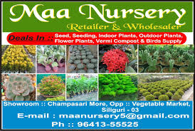 526 likes · 10 talking about this. Maa Nursery In Siliguri Nursery In Sikkim