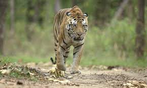 Tiger Safaris In India Tiger Safari Asiatic Lion