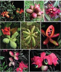 Image result for Xylopia lukei