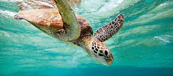 The east australian current hand pipe is made from heavy borosilicate glass with custom mixed colors. Where To See Turtles In Australia Austravel Blog