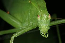 Les Insectes Chanteurs Espace Pour La Vie