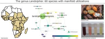 Image result for Landolphia eminiana