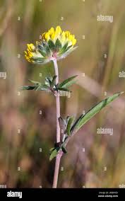 Image result for Crotalaria phylicoides