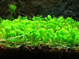 Glossostigma Poshuk Google Planted Aquarium Plants Aquarium Grass