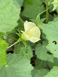 Image result for Pavonia burchellii